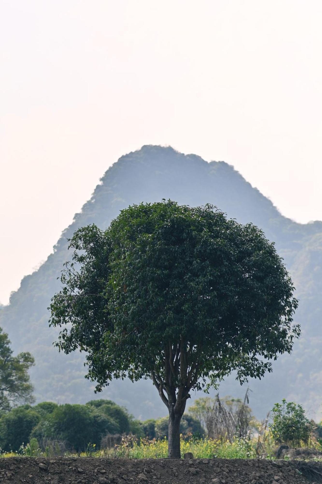 Yangshuo Hillside Homestay Extérieur photo